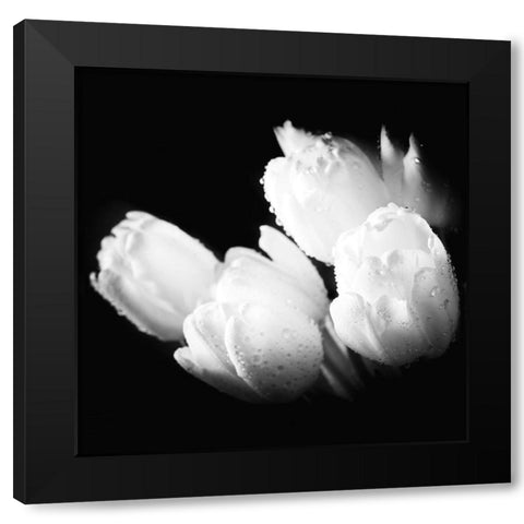 Water Droplets on White Tulips Black Modern Wood Framed Art Print by Bednarek, M.