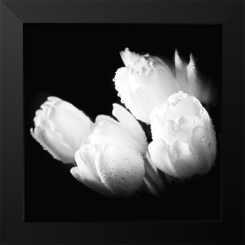 Water Droplets on White Tulips Black Modern Wood Framed Art Print by Bednarek, M.