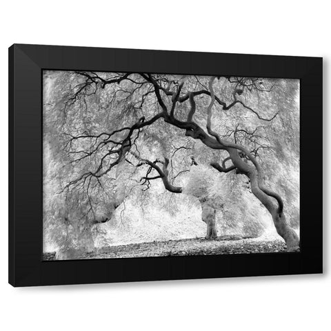 Enchanted Forest Black Modern Wood Framed Art Print with Double Matting by Anonymous