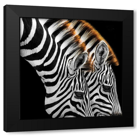 Zebras Grazing Black Modern Wood Framed Art Print with Double Matting by Anonymous