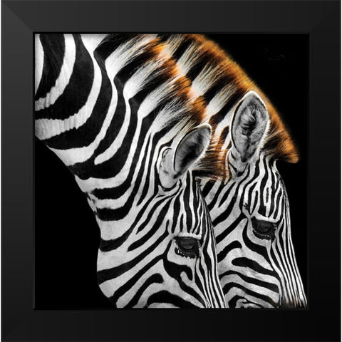 Zebras Grazing Black Modern Wood Framed Art Print by Anonymous