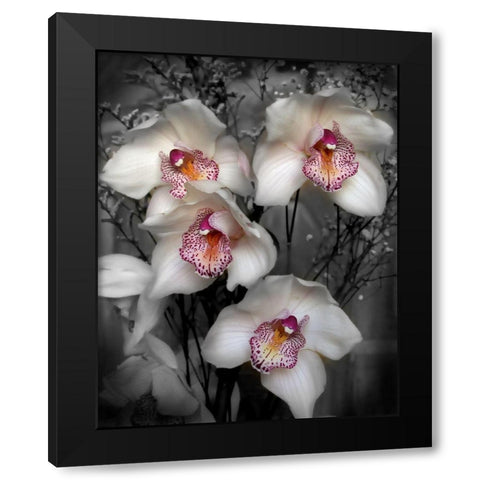 Cymbidium Orchid White Black Modern Wood Framed Art Print with Double Matting by Maloratsky, Igor