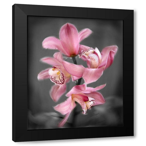 Cymbidium Orchid Bright Pink Black Modern Wood Framed Art Print by Maloratsky, Igor