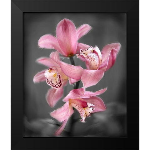Cymbidium Orchid Bright Pink Black Modern Wood Framed Art Print by Maloratsky, Igor
