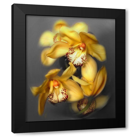 Cymbidium Orchid Yellow Black Modern Wood Framed Art Print by Maloratsky, Igor
