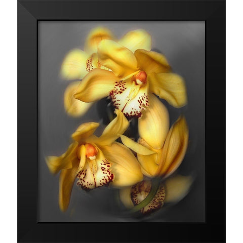 Cymbidium Orchid Yellow Black Modern Wood Framed Art Print by Maloratsky, Igor
