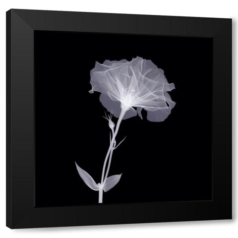 Bud in Bloom Black Modern Wood Framed Art Print with Double Matting by Anonymous