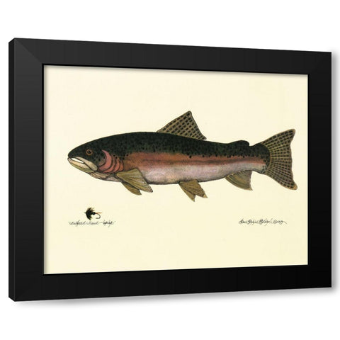 Steelhead Trout Black Modern Wood Framed Art Print with Double Matting by Unknown
