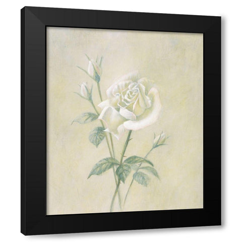White Rose Black Modern Wood Framed Art Print with Double Matting by Unknown