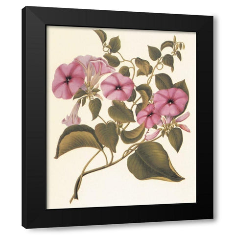 Botanical I Black Modern Wood Framed Art Print by Unknown