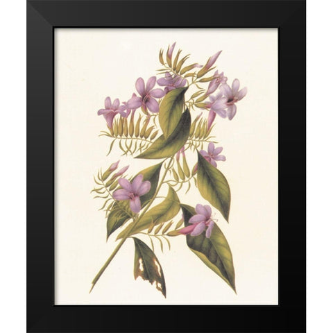 Botanical II Black Modern Wood Framed Art Print by Unknown