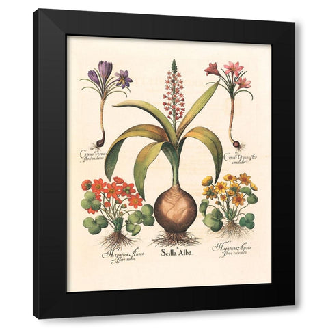 Bulb Botanical Black Modern Wood Framed Art Print with Double Matting by Unknown