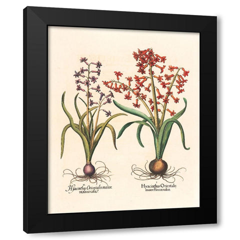 Hyacinth Botanical Black Modern Wood Framed Art Print by Unknown
