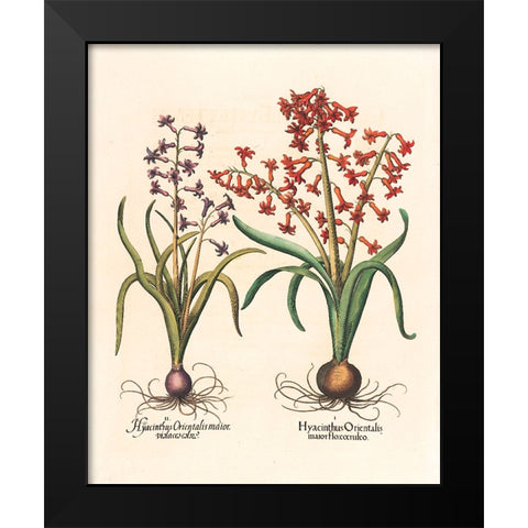 Hyacinth Botanical Black Modern Wood Framed Art Print by Unknown