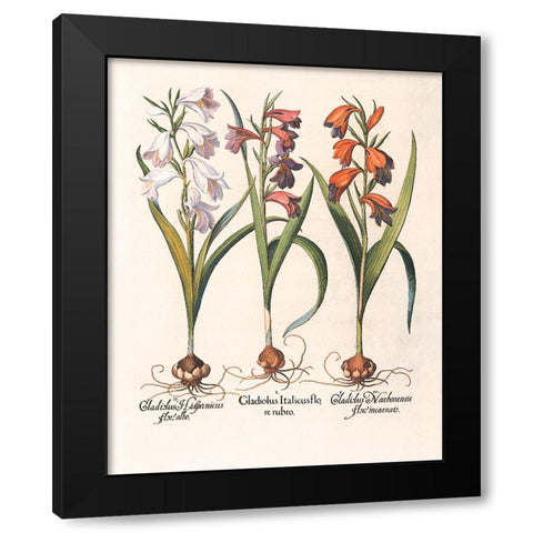Gladiola Botanical Black Modern Wood Framed Art Print with Double Matting by Unknown