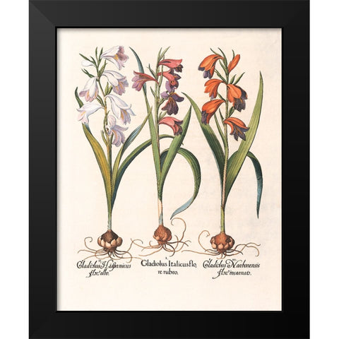 Gladiola Botanical Black Modern Wood Framed Art Print by Unknown
