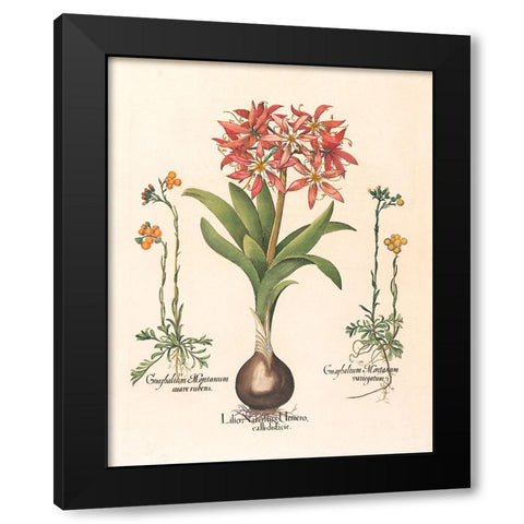 Lily Botanical Black Modern Wood Framed Art Print by Unknown