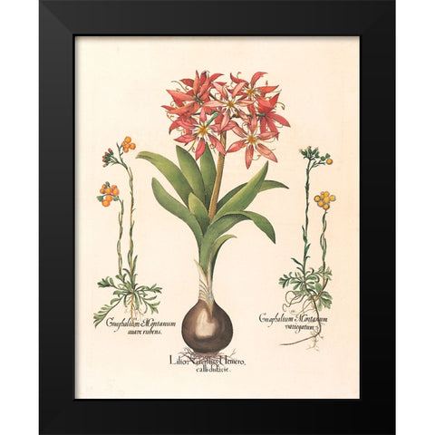 Lily Botanical Black Modern Wood Framed Art Print by Unknown