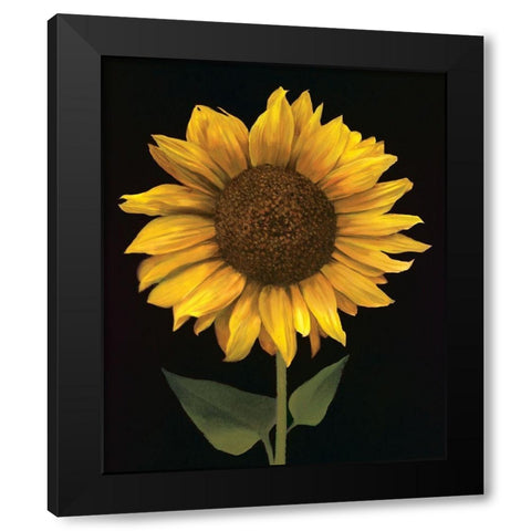 Sunflower I Black Modern Wood Framed Art Print with Double Matting by Unknown