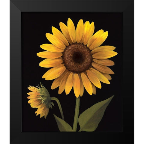Sunflower II Black Modern Wood Framed Art Print by Unknown