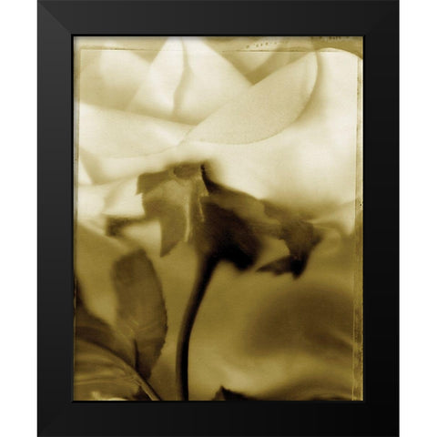 Flower Focus I Black Modern Wood Framed Art Print by Unknown