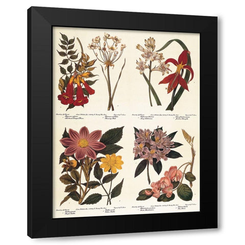 Botanicals Black Modern Wood Framed Art Print by Unknown