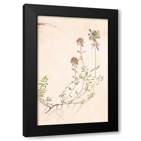 Thyme Black Modern Wood Framed Art Print by Unknown