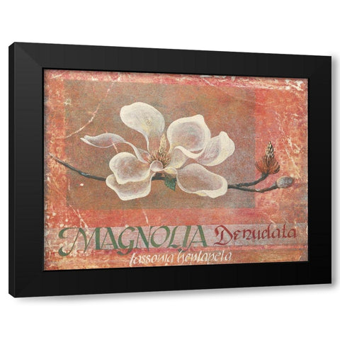 White Magnolia Black Modern Wood Framed Art Print with Double Matting by Unknown