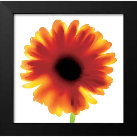 Floral I Black Modern Wood Framed Art Print by Unknown