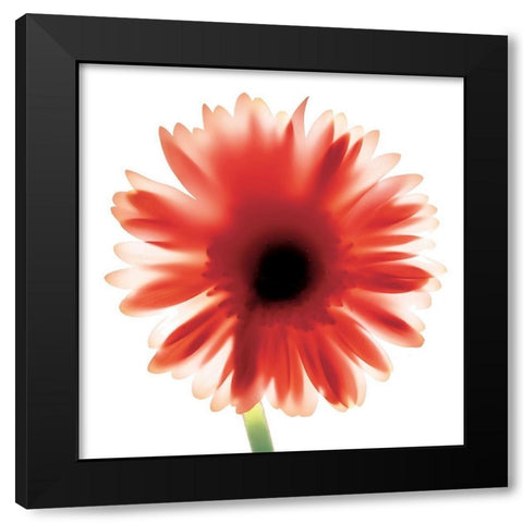 Floral II Black Modern Wood Framed Art Print with Double Matting by Unknown