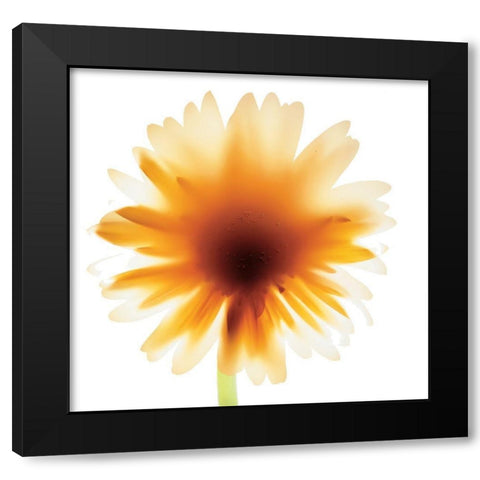 Floral III Black Modern Wood Framed Art Print with Double Matting by Unknown