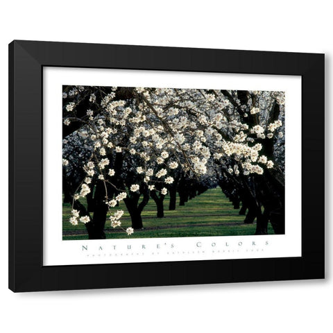 Apple Blossom Time Black Modern Wood Framed Art Print with Double Matting by Unknown