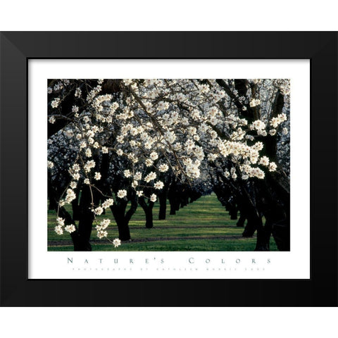 Apple Blossom Time Black Modern Wood Framed Art Print by Unknown