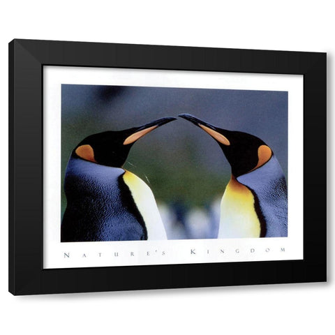 King Penguins Black Modern Wood Framed Art Print with Double Matting by Frontline