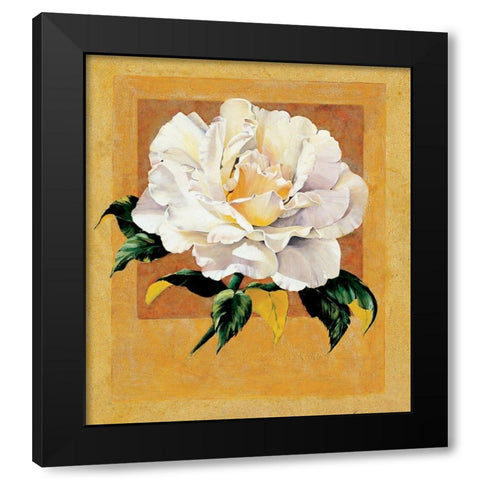 White Rose I Black Modern Wood Framed Art Print with Double Matting by Unknown