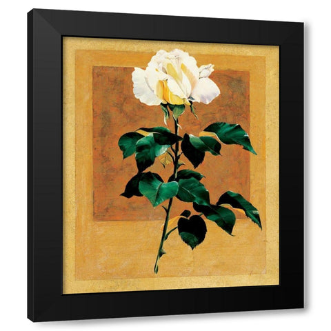White Rose II Black Modern Wood Framed Art Print by Unknown