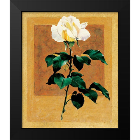 White Rose II Black Modern Wood Framed Art Print by Unknown
