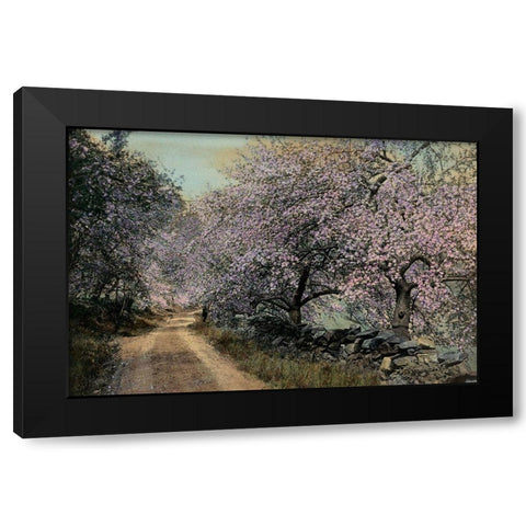 Apple Blossoms II Black Modern Wood Framed Art Print by Unknown