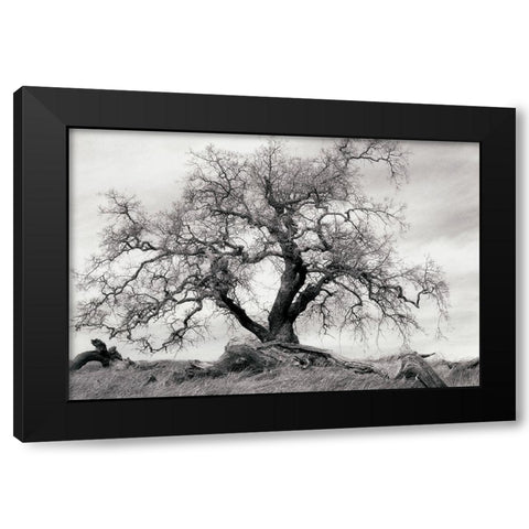 Crab Apple Tree Black Modern Wood Framed Art Print by Unknown