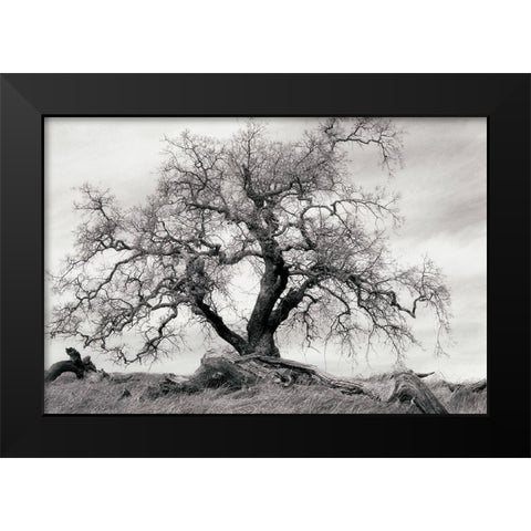 Crab Apple Tree Black Modern Wood Framed Art Print by Unknown