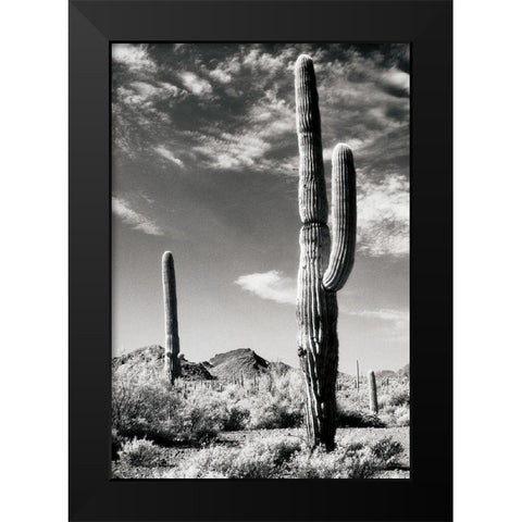 Cactus Black Modern Wood Framed Art Print by Unknown
