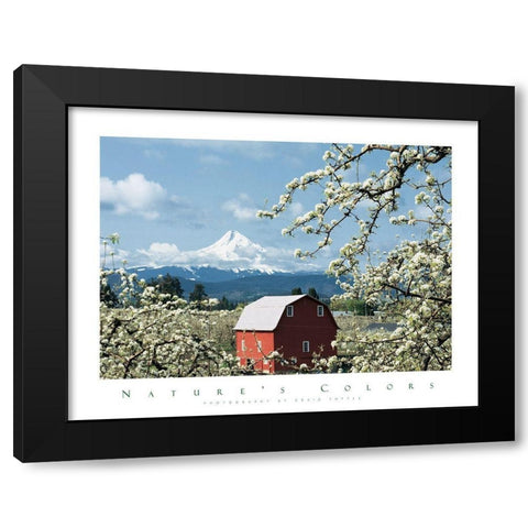Red Barn and Apple Blossoms Black Modern Wood Framed Art Print by Unknown