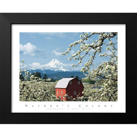 Red Barn and Apple Blossoms Black Modern Wood Framed Art Print by Unknown