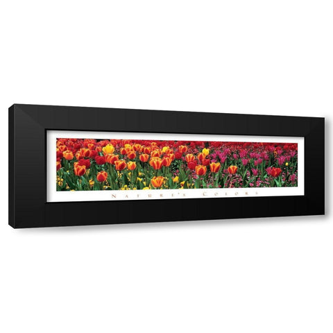 Tulips - Natures Colors Black Modern Wood Framed Art Print by Unknown