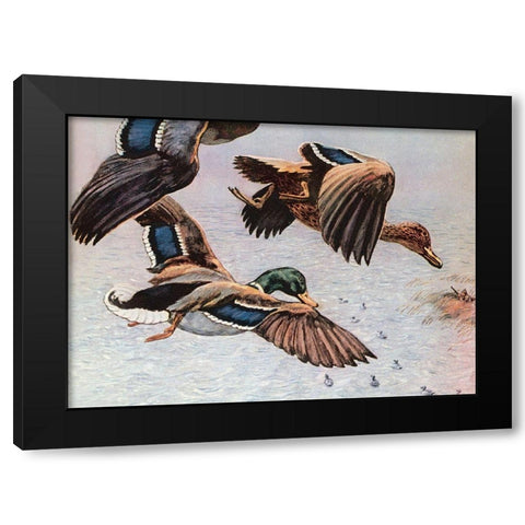 Sitting Ducks Black Modern Wood Framed Art Print by Unknown