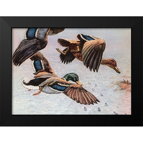 Sitting Ducks Black Modern Wood Framed Art Print by Unknown
