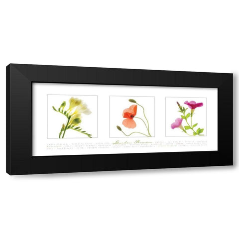 Garden Flowers II Black Modern Wood Framed Art Print with Double Matting by Frontline