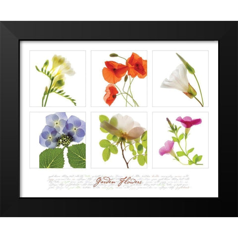Garden Flowers I Black Modern Wood Framed Art Print by Frontline
