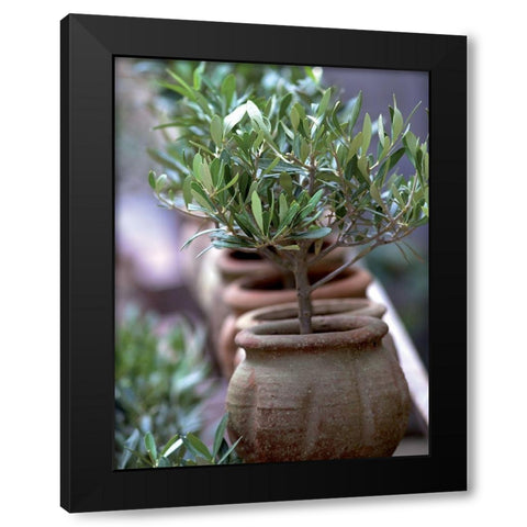 Petit olivier Black Modern Wood Framed Art Print with Double Matting by Palut, Jacques