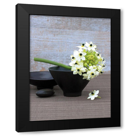 Composition Zen - Coupes a lEtoile de Bethleem et galets Black Modern Wood Framed Art Print with Double Matting by Beyler, Catherine